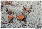 Marasmius cohaerens